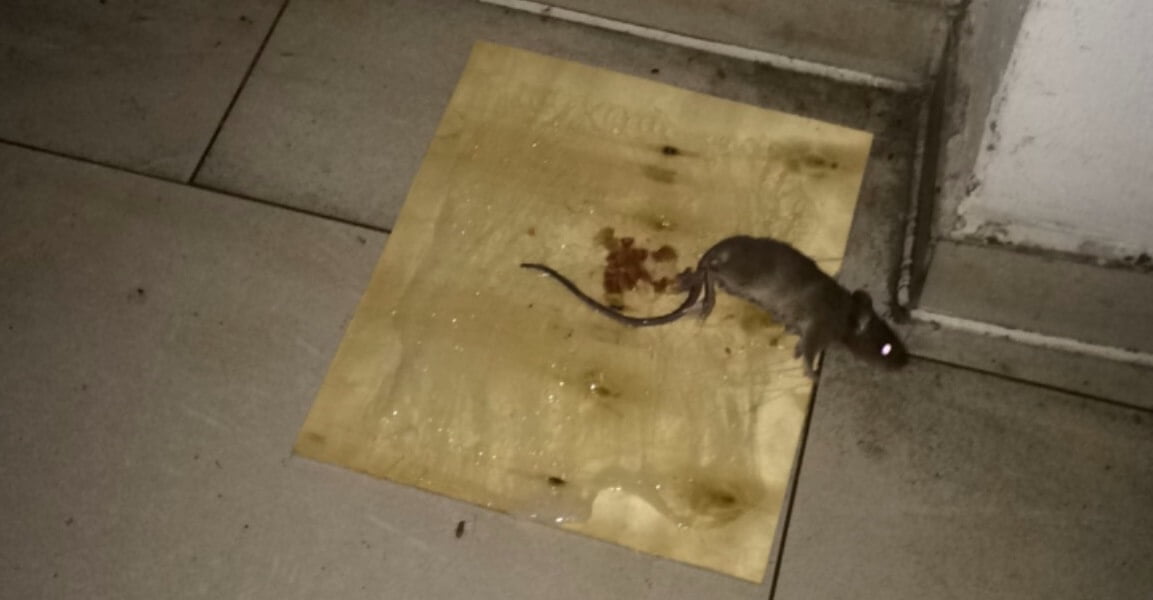 cach-diet-chuot-bang-keo-dinh-chuot