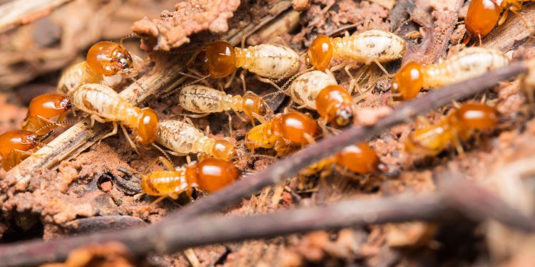 Dấu hiệu nhận biết có mối gây hại