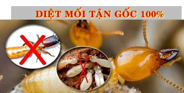 Diệt mối tận gốc tại Yên Bái