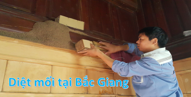 Diệt mối tại nhà giá rẻ tại Bắc Giang