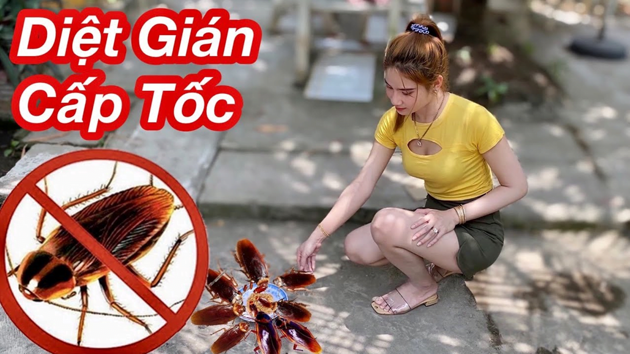 Diệt gián tại Hà Nội nhanh chóng và triệt để cùng Đại Tín Pest Control!