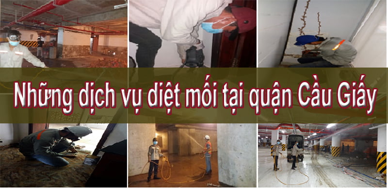 Diệt Mối Uy Tín Tại Quận Cầu Giấy