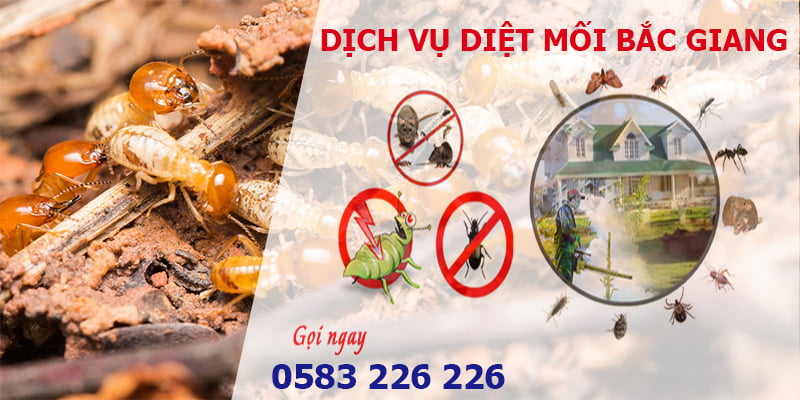 Diệt mối tại nhà giá rẻ tại Bắc Giang