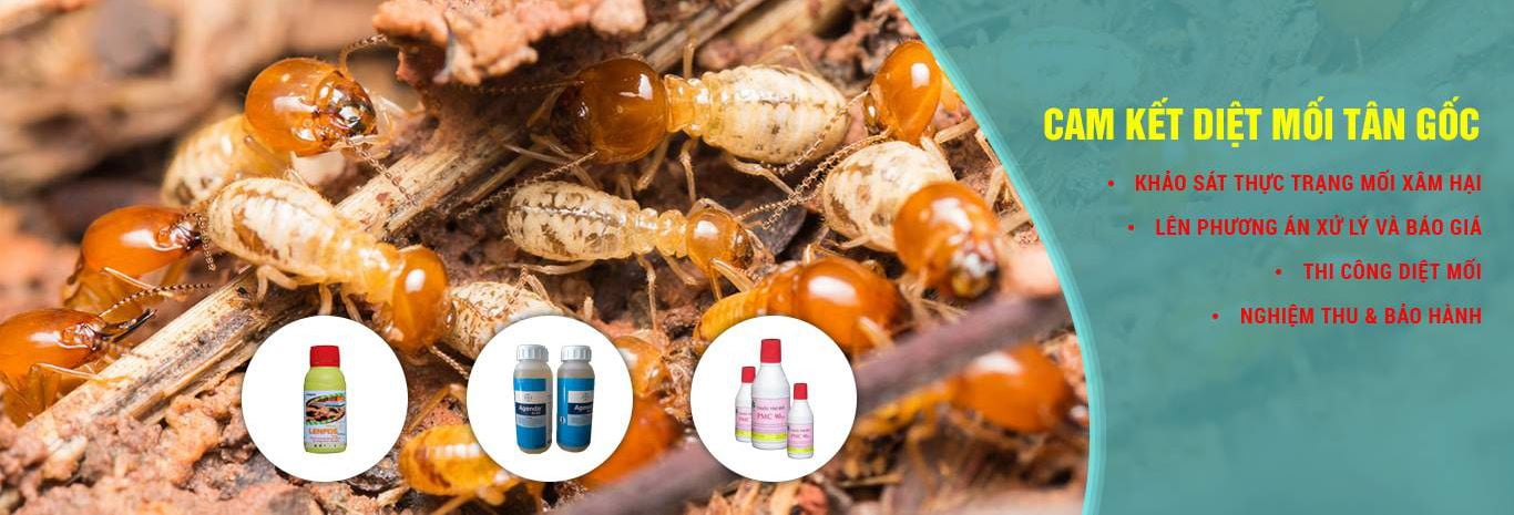 Báo giá diệt mối 2023