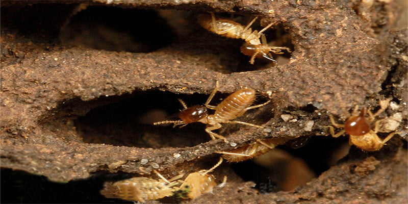 Dấu hiệu nhận biết có mối gây hại