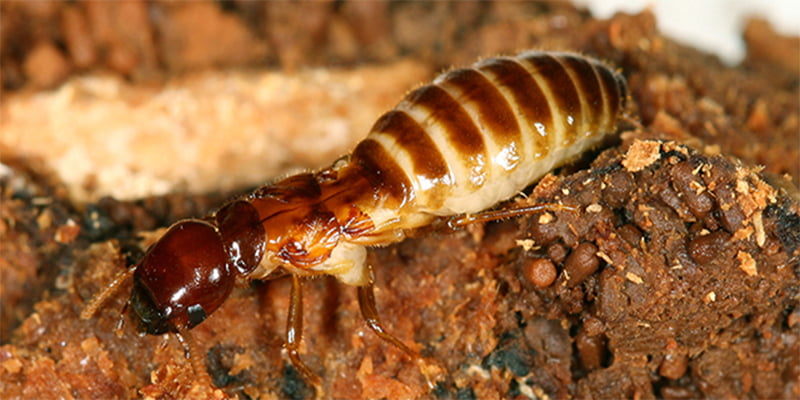 Những câu hỏi thường gặp về mối mọt