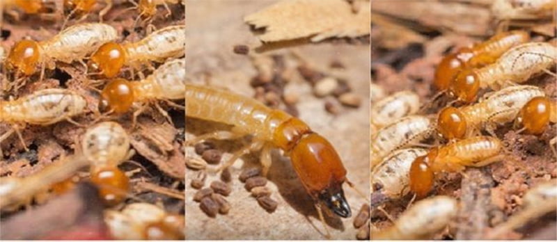 Dấu hiệu mối xuất hiện trong nhà bạn nên để ý