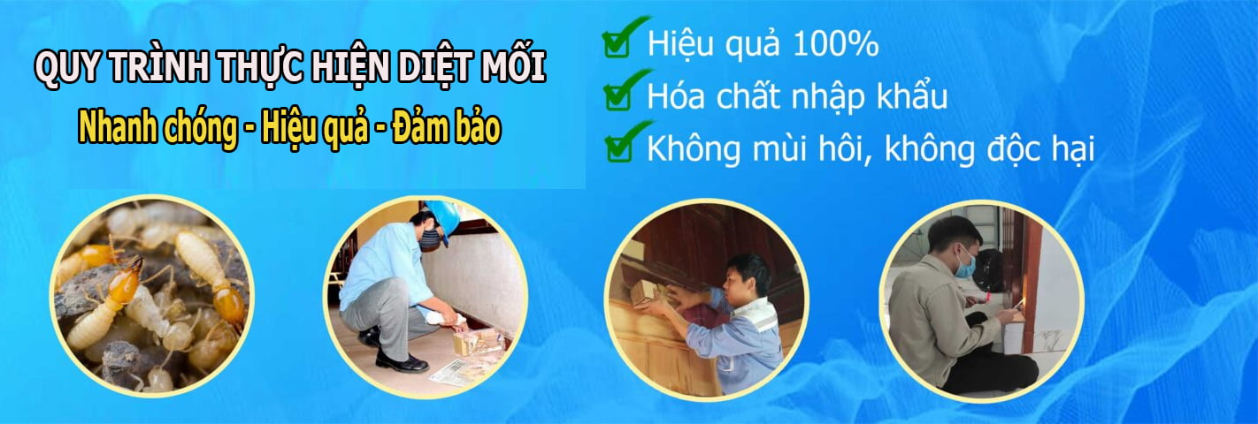 Quy trình diệt mối tận gốc hiệu quả