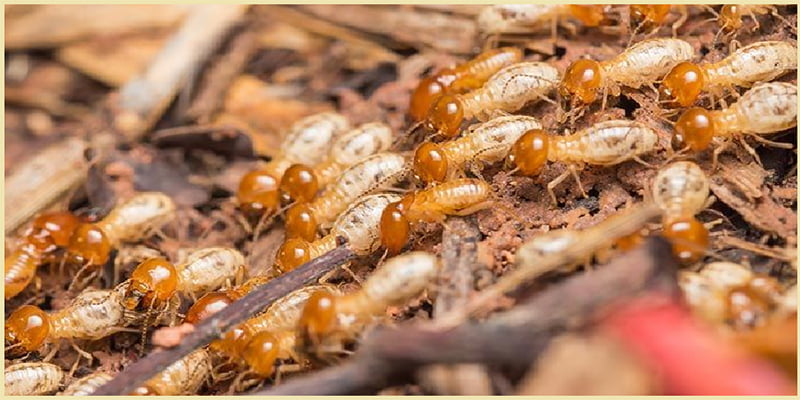 Dấu hiệu mối xuất hiện trong nhà bạn nên biết