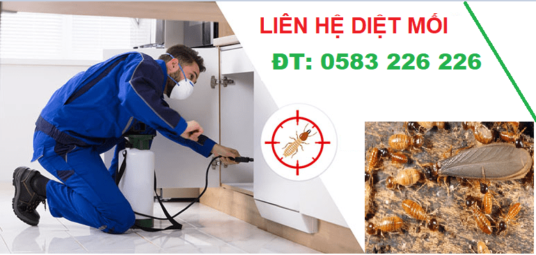 Dịch vụ diệt mối tại huyện Bạch Long Vĩ