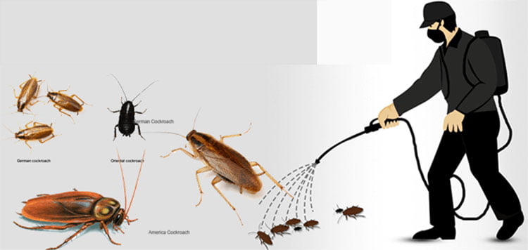 Dịch vụ diệt gián của Đại Tín Pest Control