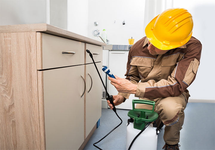 Vì sao cần phải diệt mối tận gốc