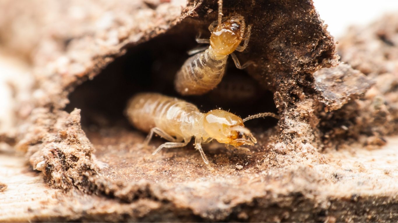 Phát hiện sớm – Diệt mối kịp thời – Tránh tổn thất lớn