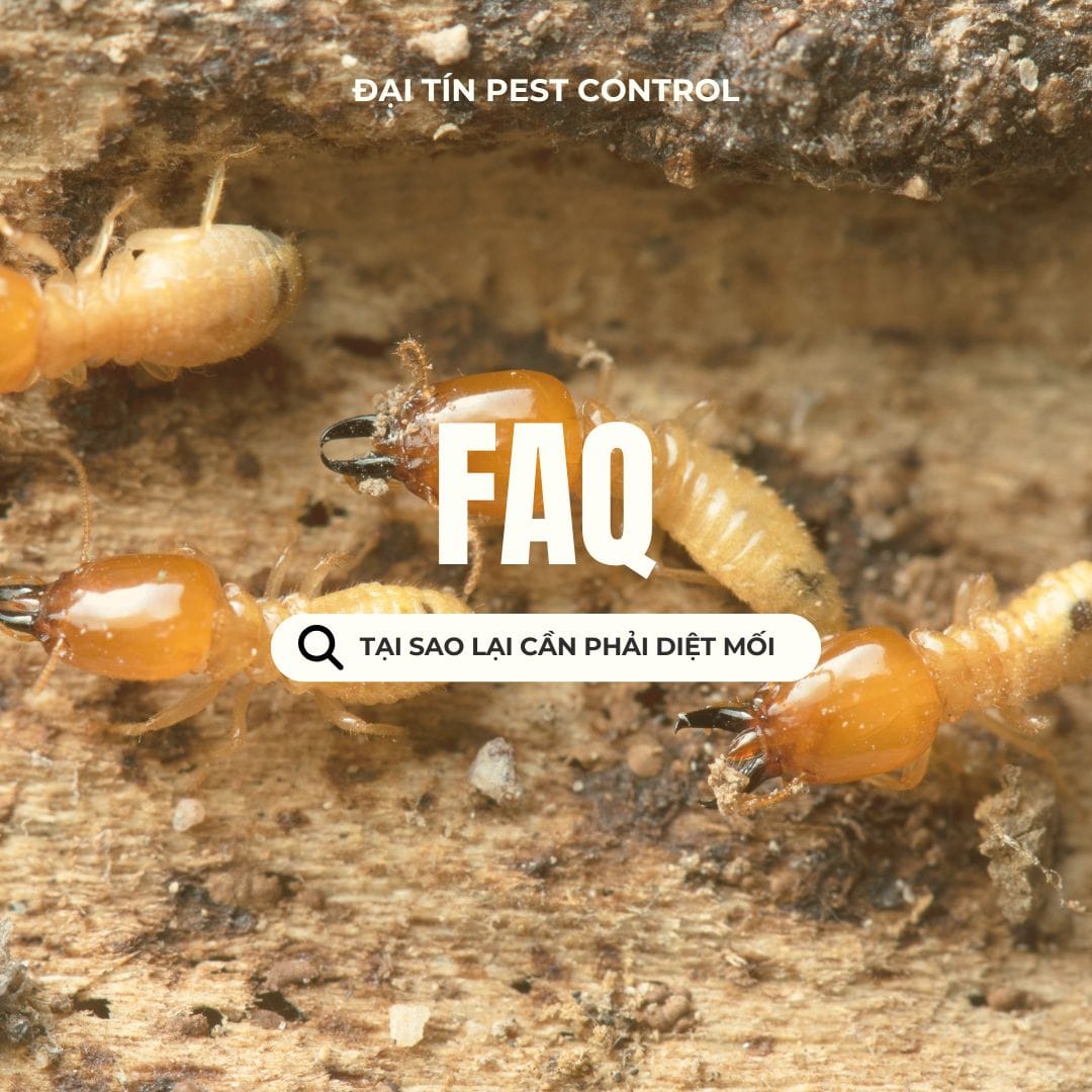 Những câu hỏi thường gặp về dịch vụ diệt mối tại Hà Đông