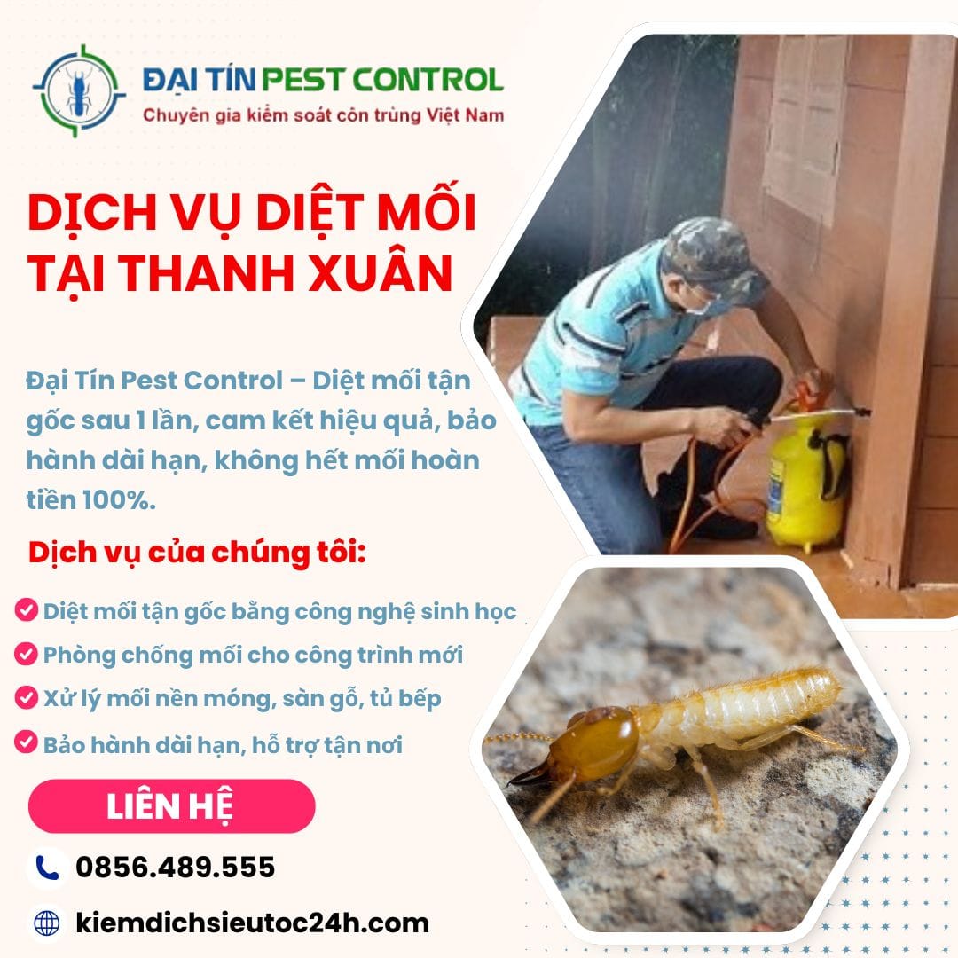 Dịch vụ diệt mối tại Thanh Xuân – Triệt tận gốc, bảo hành 3 năm.