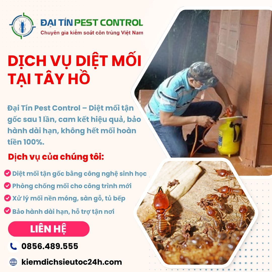 Dịch vụ diệt mối tại Tây Hồ – Diệt tận gốc, không khoan đục, không tái phát!