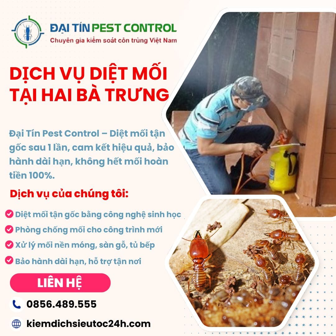 Đại Tín Pest Control – Dịch vụ diệt mối quận Hai Bà Trưng an toàn, tận gốc