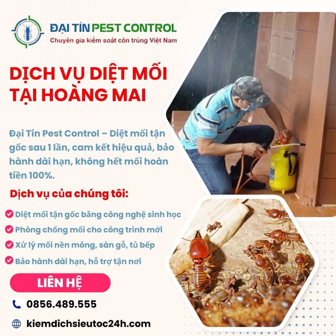Dịch vụ diệt mối quận Hoàng Mai chuyên nghiệp từ Đại Tín