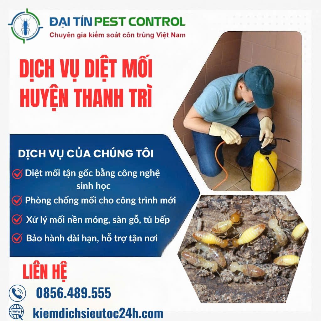 Dịch vụ diệt mối tại Thanh Trì – An toàn tận gốc, hiệu quả bền lâu!