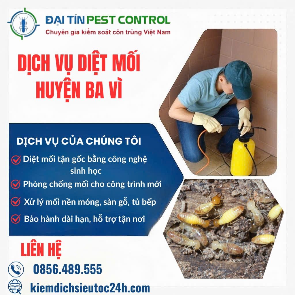 Dịch vụ diệt mối tại Ba Vì – Sạch tận gốc, giữ vững nền móng.