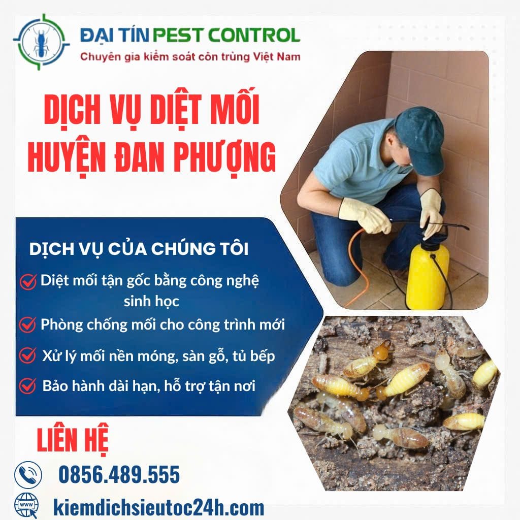 Dịch vụ diệt mối tại Đan Phượng – Triệt để từng tổ mối, an toàn từng mét vuông