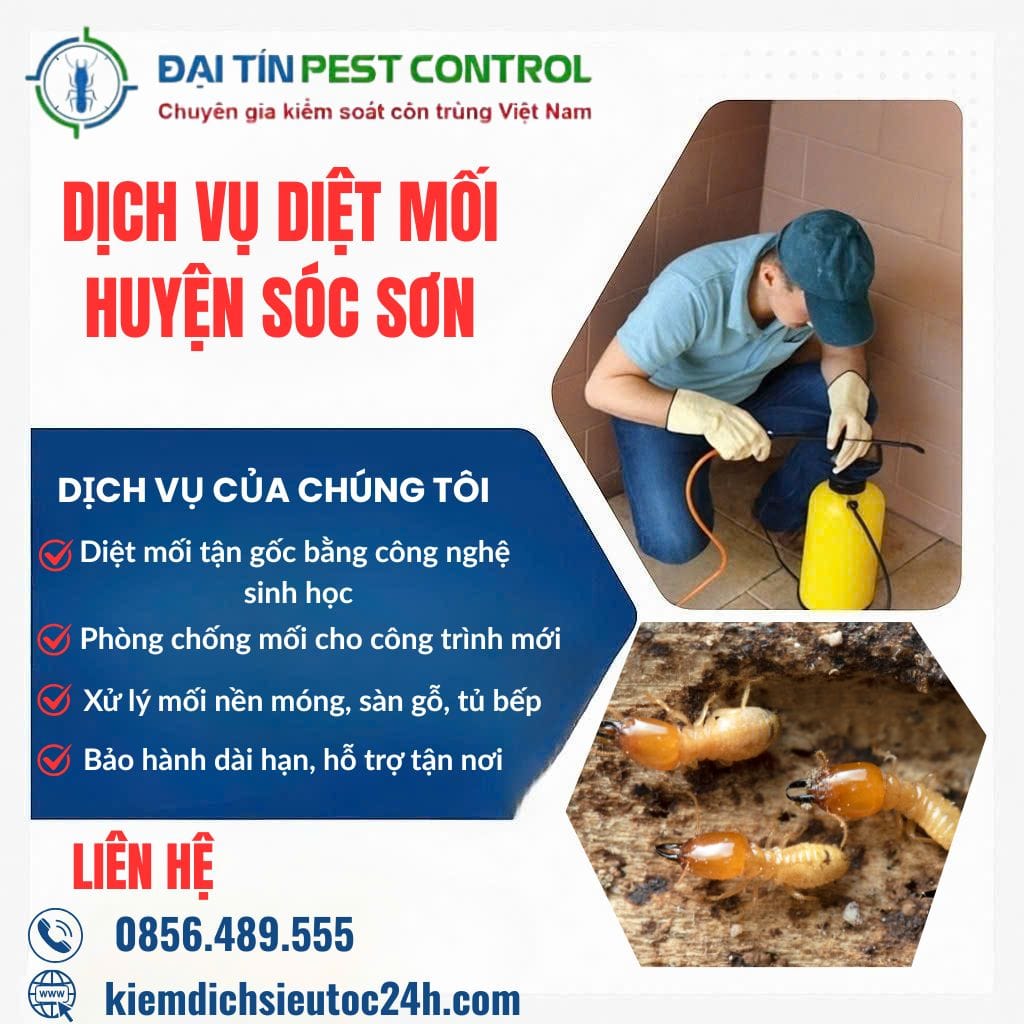 Dịch vụ diệt mối tại Sóc Sơn – Nhanh, sạch, bảo hành dài hạn.