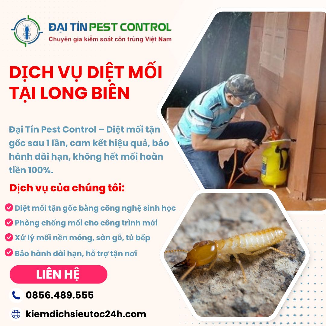 Đại Tín Pest Control – Lựa chọn số 1 cho dịch vụ diệt mối tại nhà ở Long Biên!