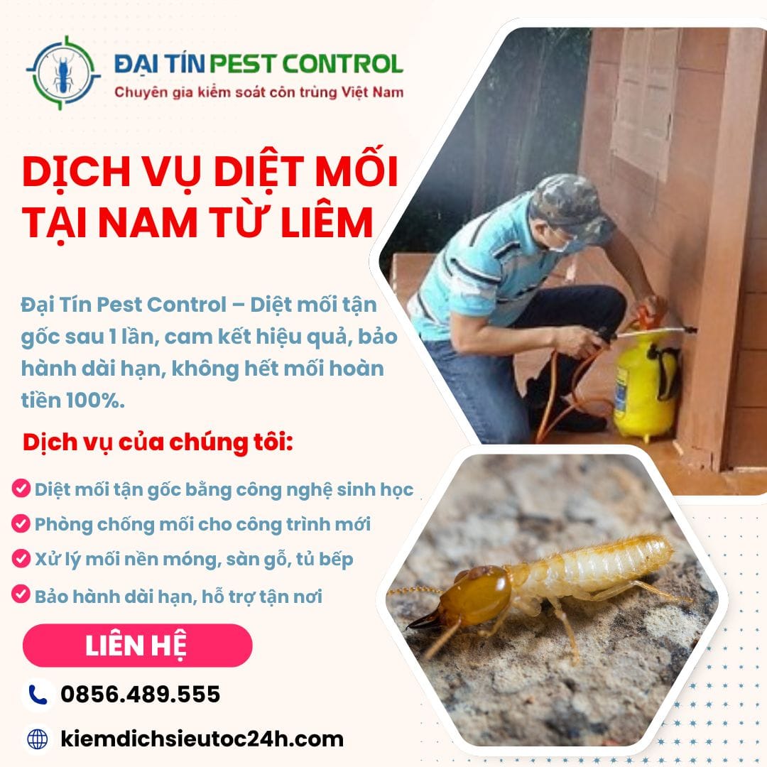 Dịch vụ diệt mối tại Nam Từ Liêm chuyên nghiệp