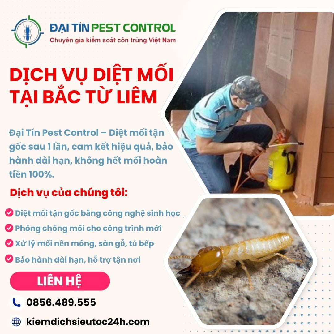 Dịch vụ diệt mối tại Bắc Từ Liêm – Không hết mối, hoàn tiền 100%!