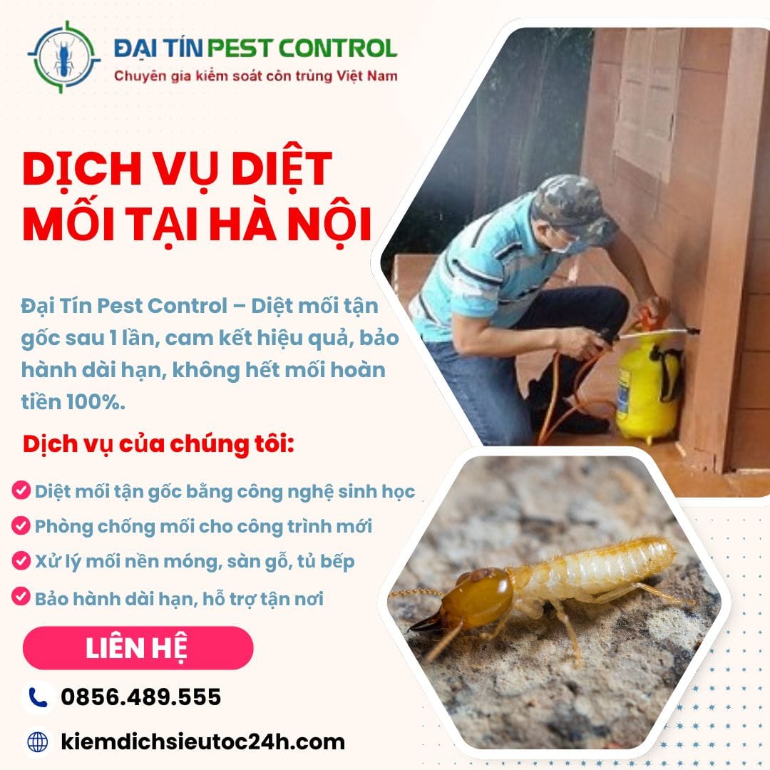 Đại Tín Pest Control – Dẫn đầu dịch vụ diệt mối tại Hà Nội, uy tín hơn 10 năm!