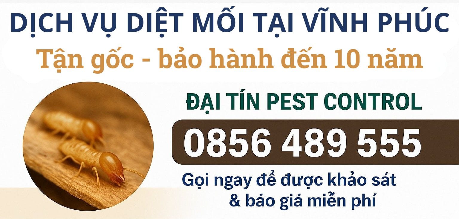 Dịch vụ diệt mối tại Vĩnh Phúc – Không còn lo mối phá nhà, phá móng!