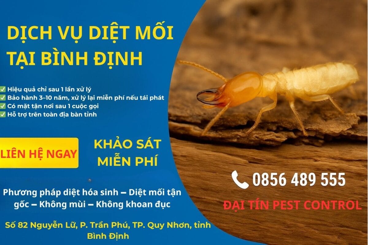 Dịch vụ diệt mối tại Bình Định