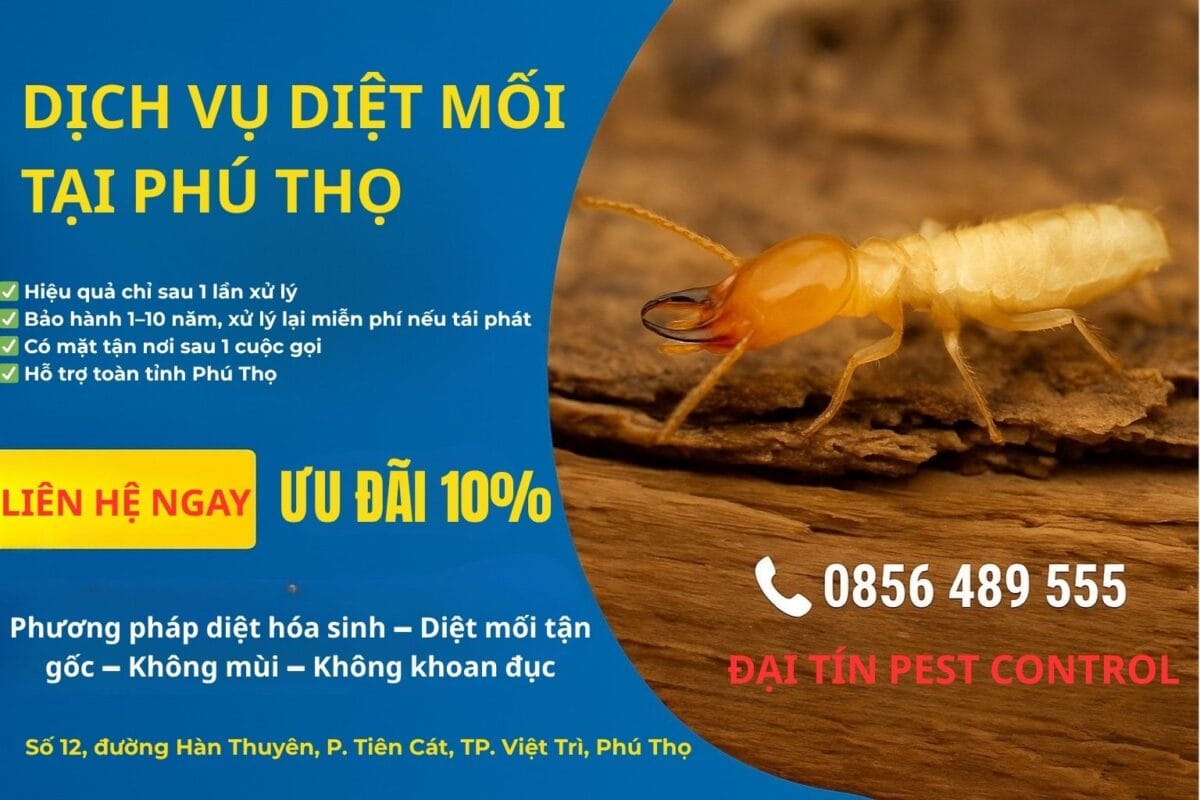 Dịch vụ diệt mối tại Phú Thọ