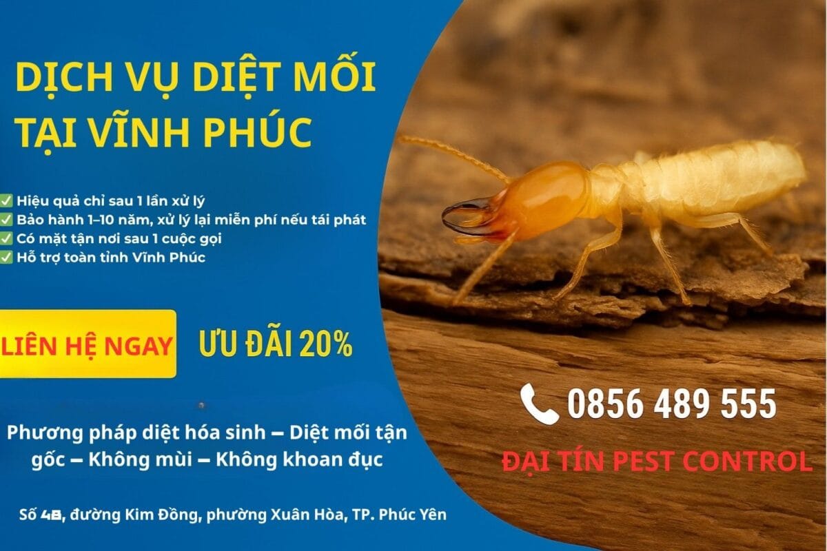 DỊCH VỤ DIỆT MỐI TẠI VĨNH PHÚC