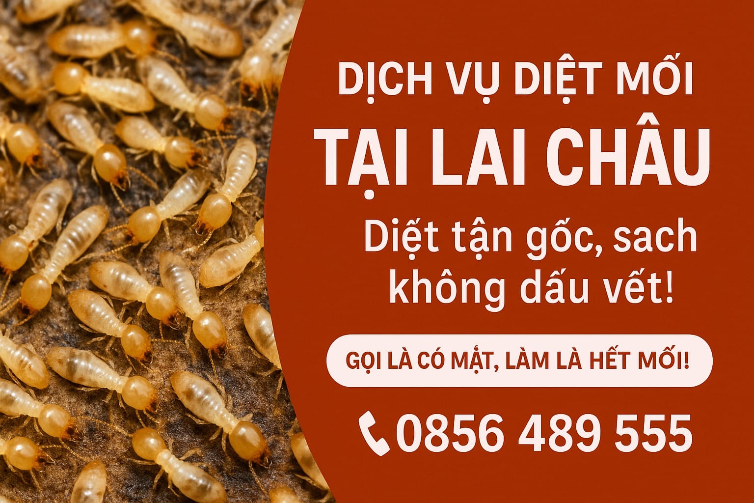Cam kết dịch vụ diệt mối của Đại Tín