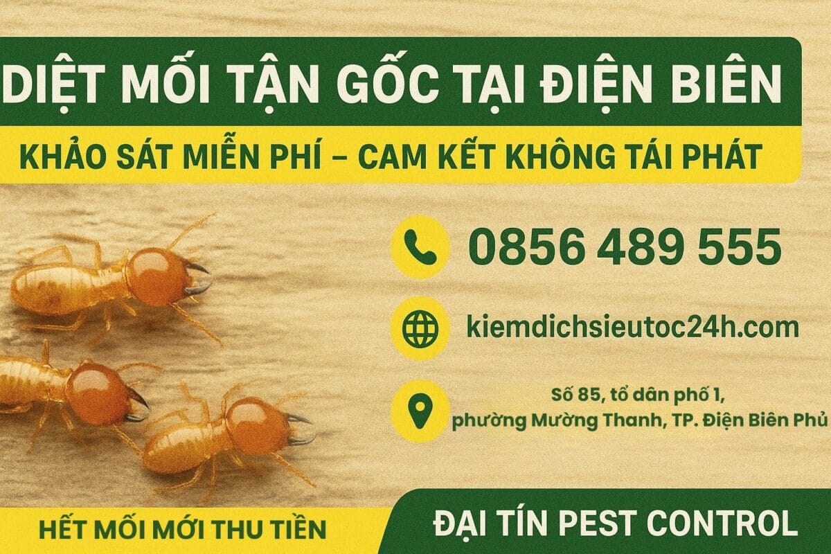 Đại Tín – Chuyên diệt mối tận gốc tại Điện Biên, không để mối tái phát