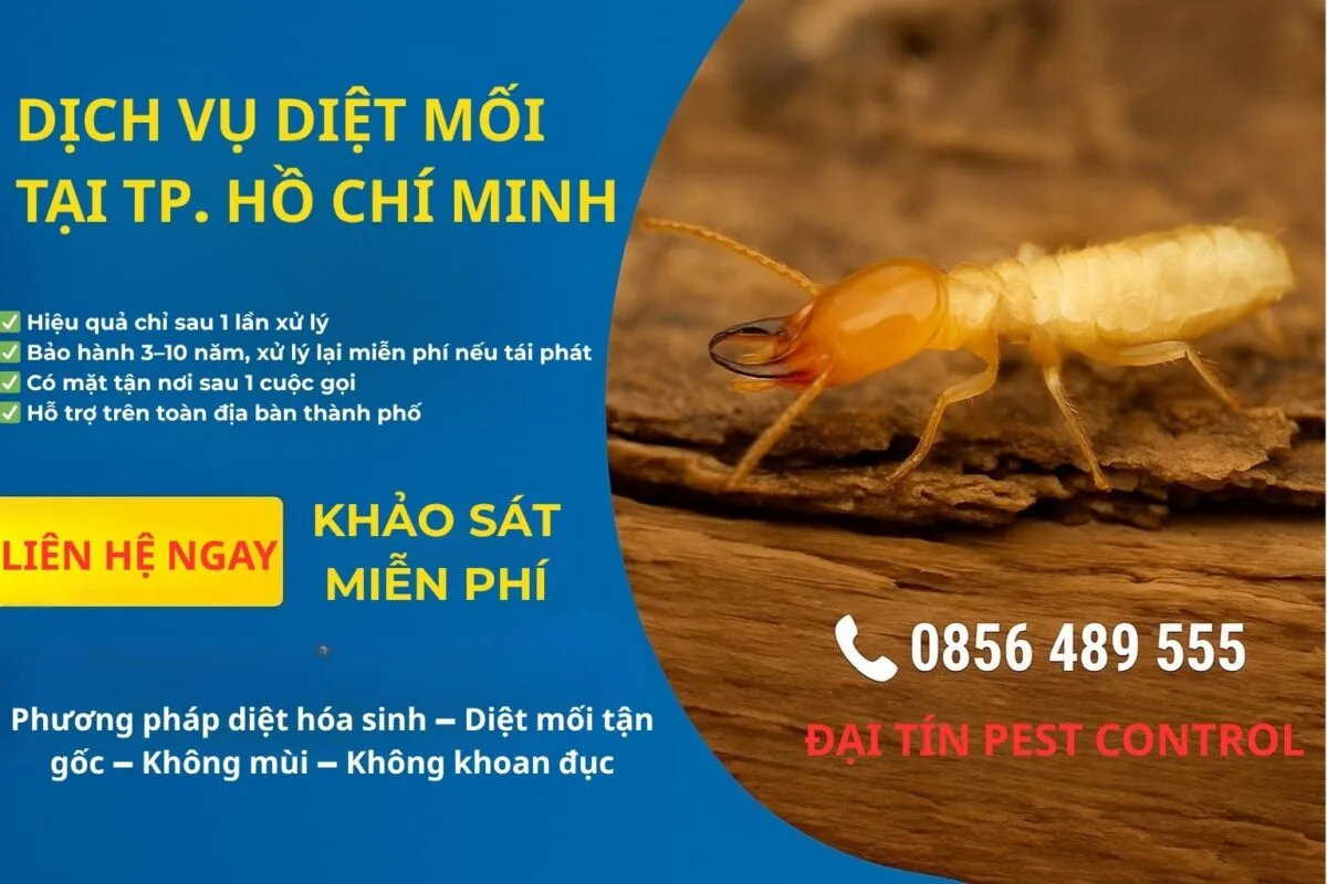 Dịch vụ diệt mối tại TPHCM