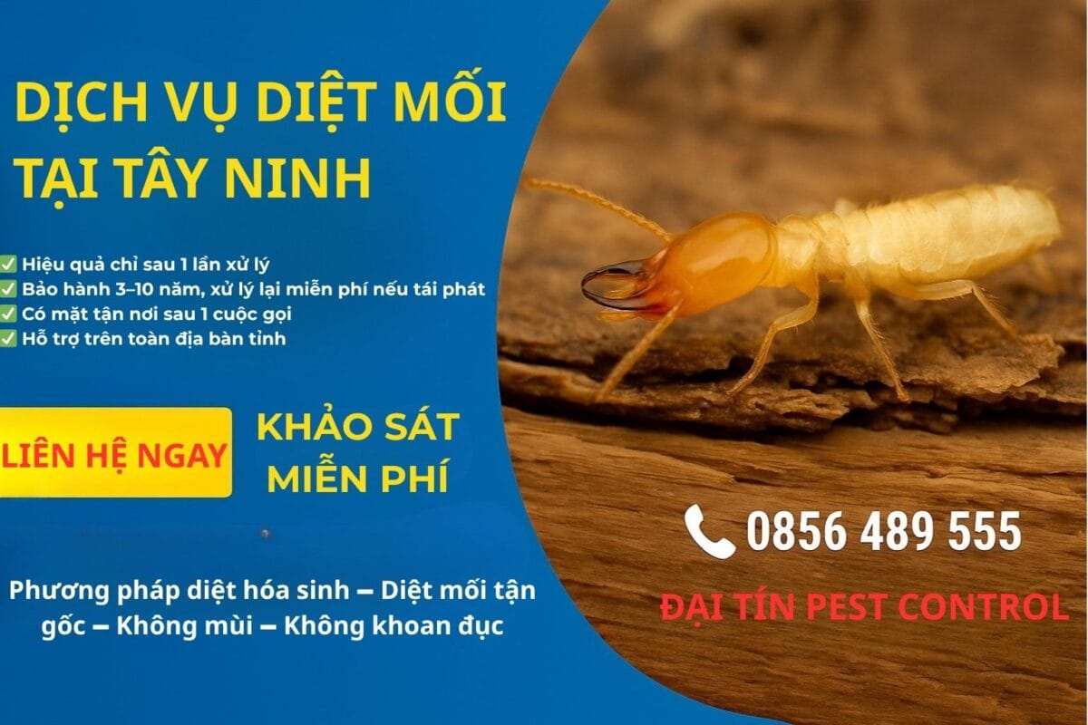 Dịch vụ diệt mối tại Tây Ninh