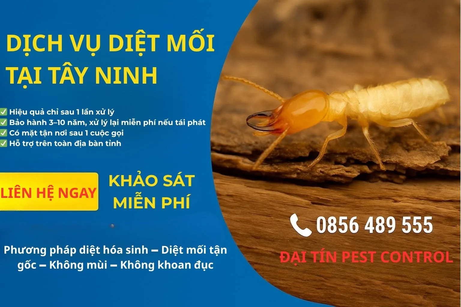 Dịch vụ diệt mối tại Tây Ninh