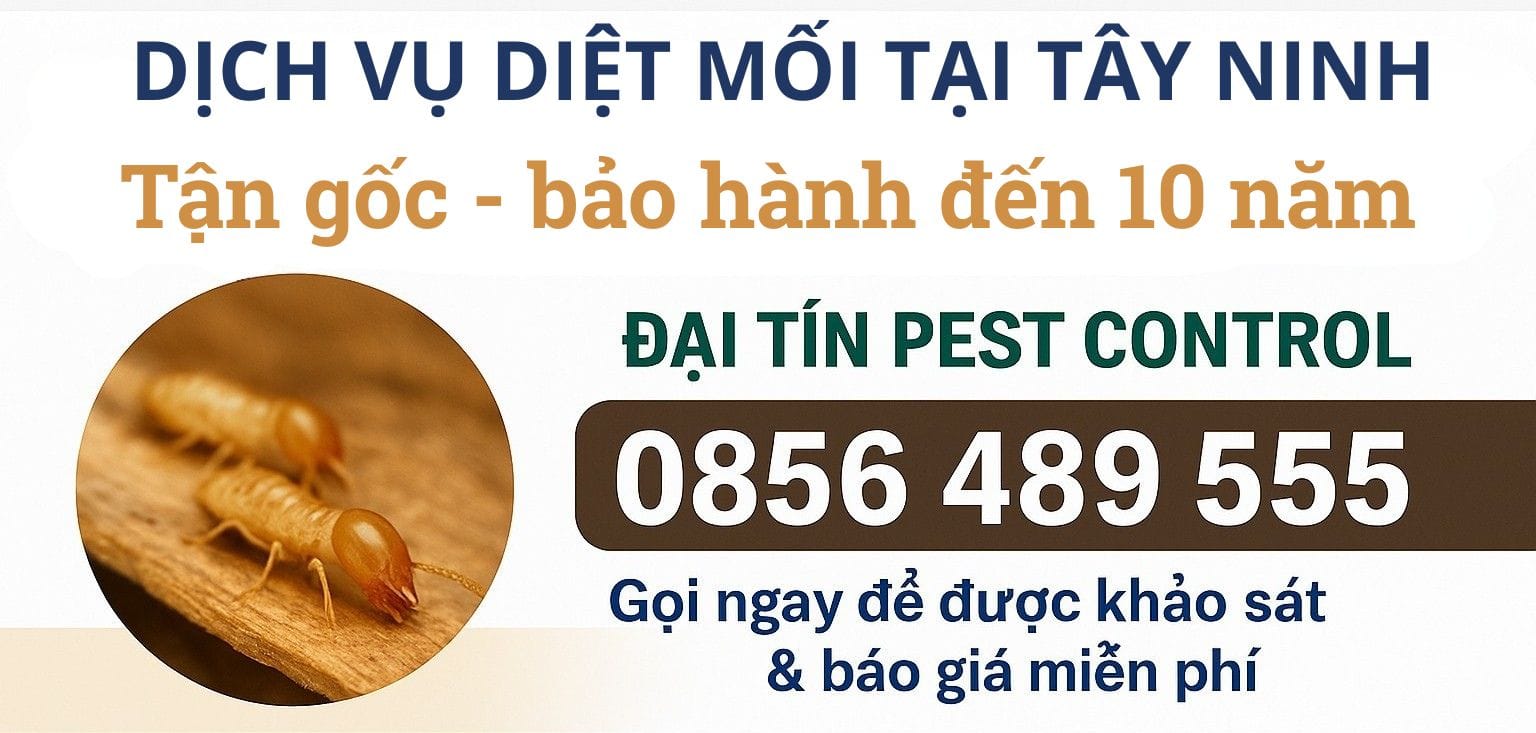 Dịch vụ diệt mối tại Tây Ninh uy tín – Gọi ngay Đại Tín Pest Control