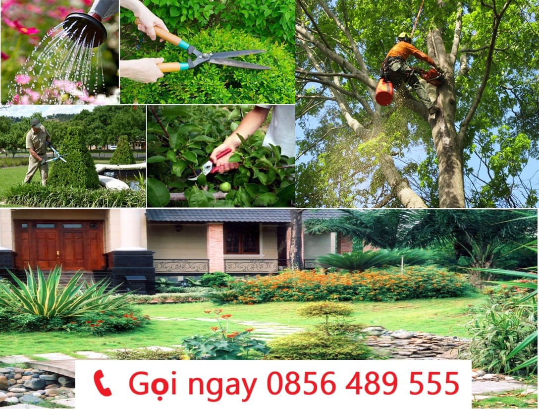Dịch vụ chặt cây cắt tỉa cây