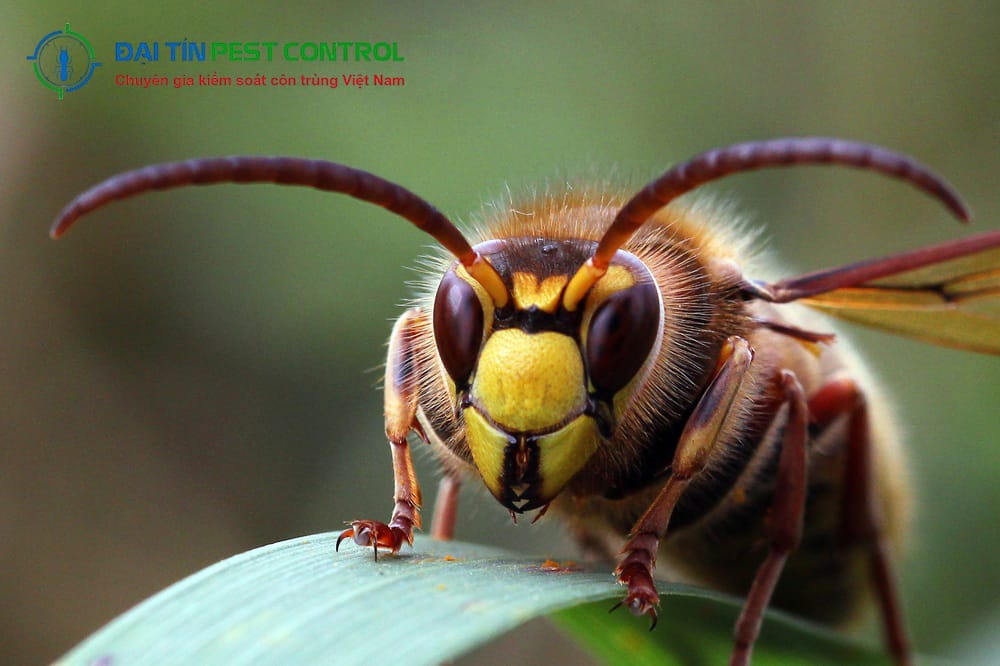 Nọc ong mặt quỷ độc không kém nọc rắn