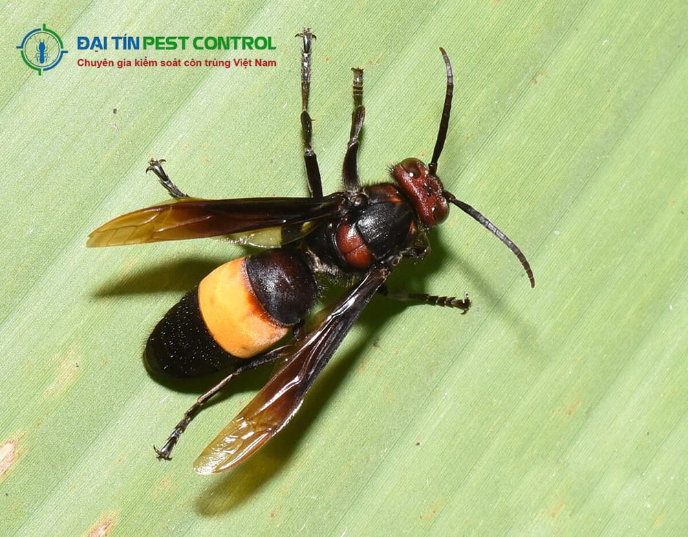 Ong vò vẽ thường xây tổ trên cây cao hoặc mái nhà