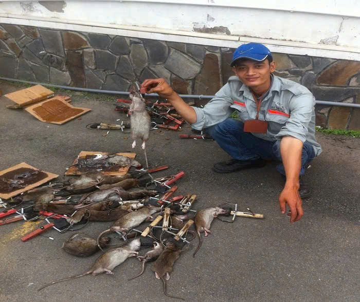 Diệt chuột tại Ba Vì an toàn, không gây mùi khó chịu